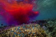 Lizard Island off the coast of Queensland, Australia