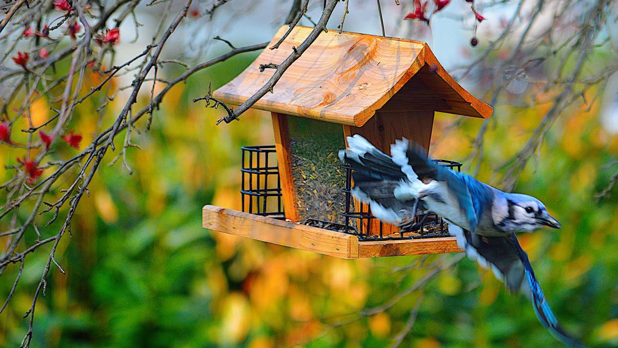  Blue Jay taking off from bird feeder in garden. 