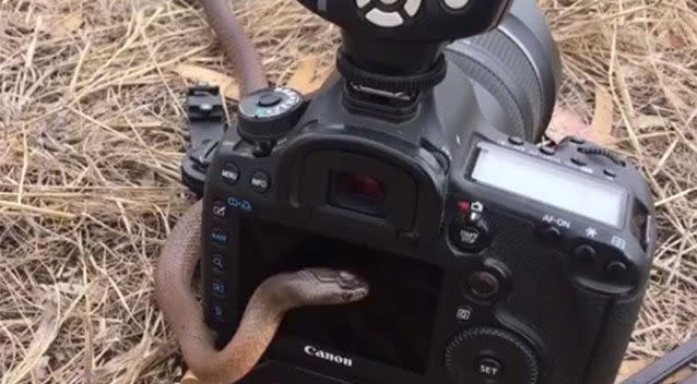 McGibbon lets the snake explore his camera and starts filming on his iPhone. Source: Facebook/Ross McGibbon Reptile Photography
