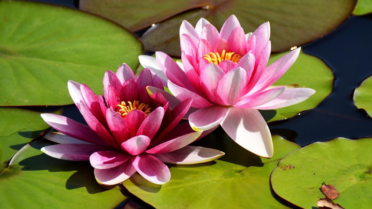 water lilies lake france