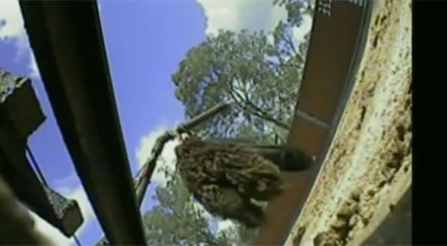 Noble, was filmed taking a baby possum from its mother so the mother could be used for live baiting. Source: Four Corners.