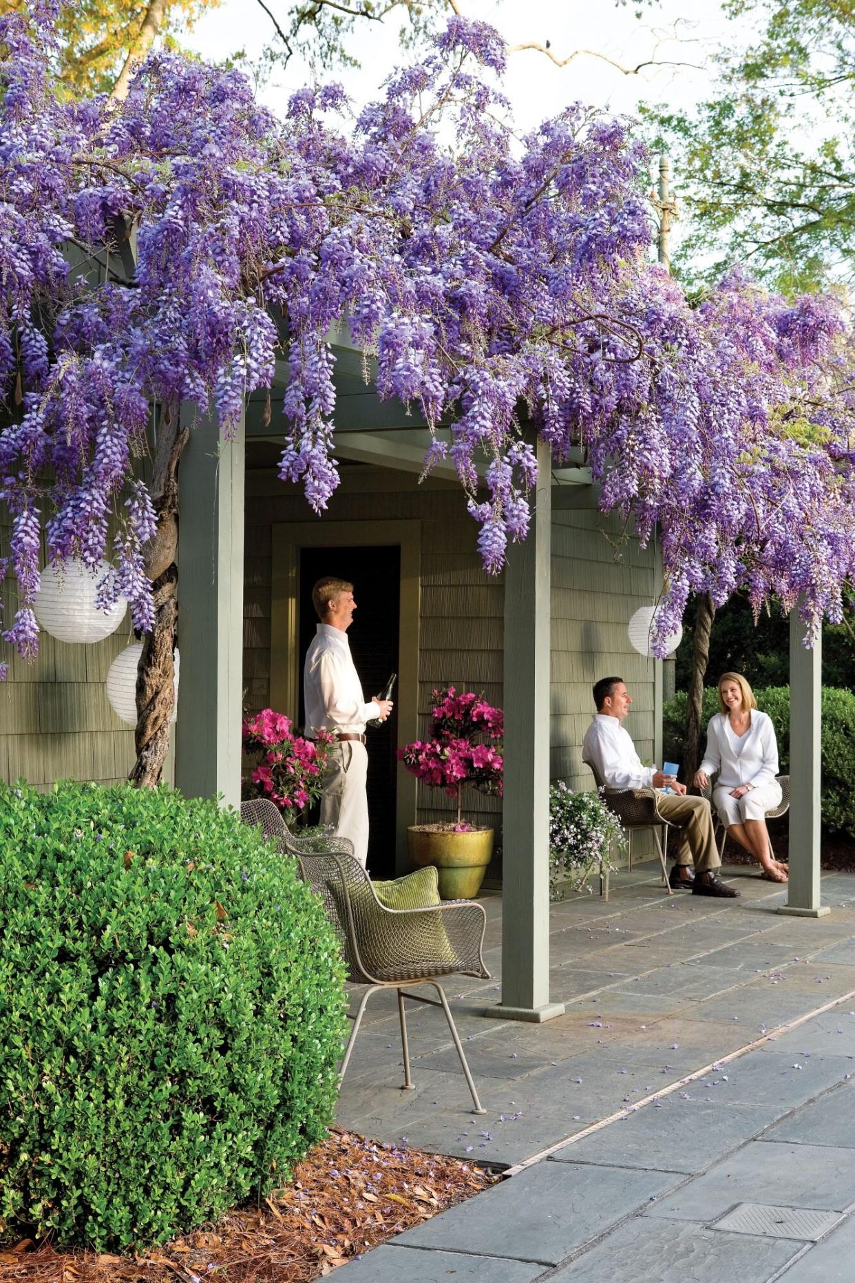 Wisteria Vines