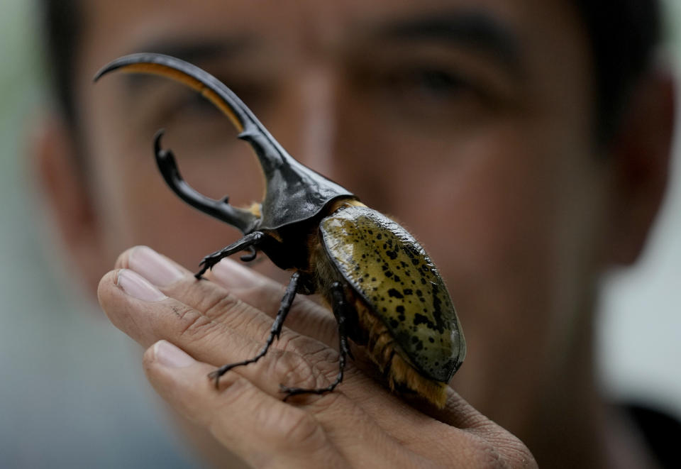 Colombian environmental engineer Germán Viasus Tibamoso, owner of Tierra Viva, holds a Hercules beetle in Tunja, Colombia, Tuesday, Nov. 15, 2022. The company transforms solid, organic waste, with the help of beetle larvae's digestive microorganisms, that transform the waste into a compost rich in nitrogen and phosphorous. Once adults, the beetles are sent to scientific labs and others to Japan where they are popular as pets. (AP Photo/Fernando Vergara)