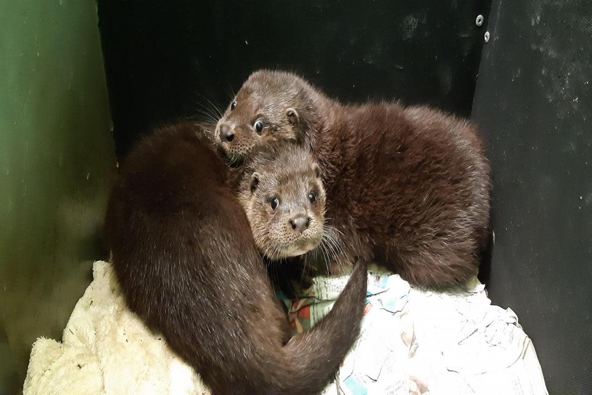 The pair of cubs are impatient to get into their new home <i>(Image: Yorkshire Water)</i>