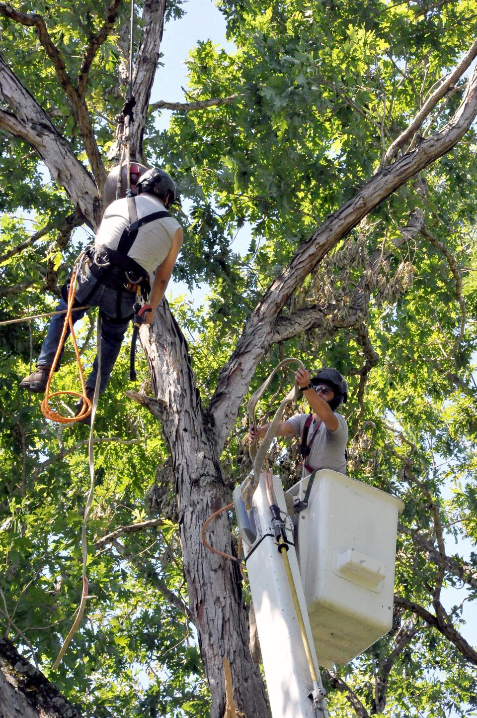 Maibach Tree Service employees Colton Swager and Jerold VanSickle work together to drop an oak tree after it began leaning toward the property owner's house. Bent trees like that can build tension and pressure, owner Matt Maibach said, which can put anyone cleaning it up in harm's way if they aren't careful.