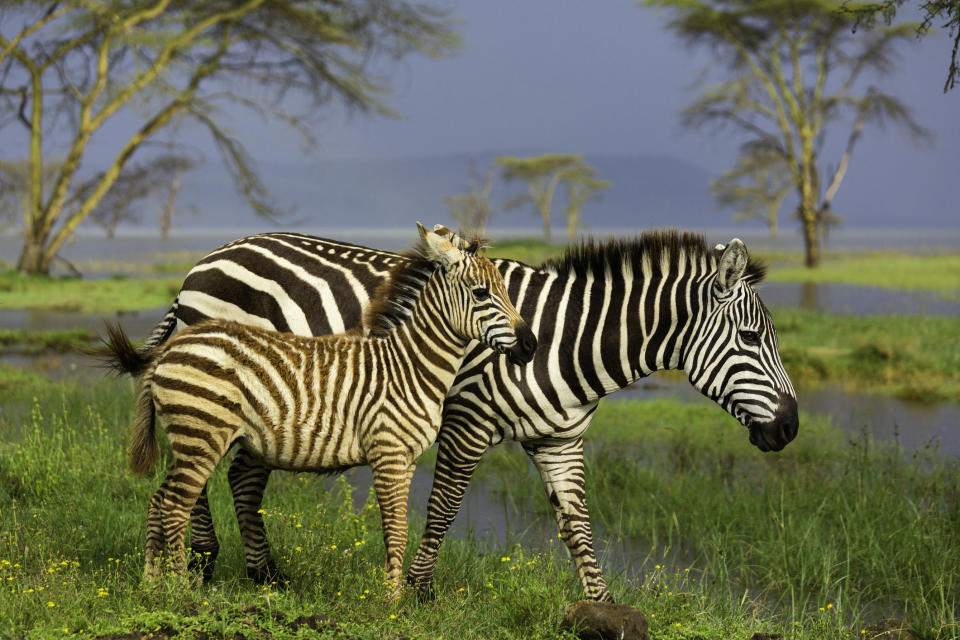 A baby zebra next to its parent