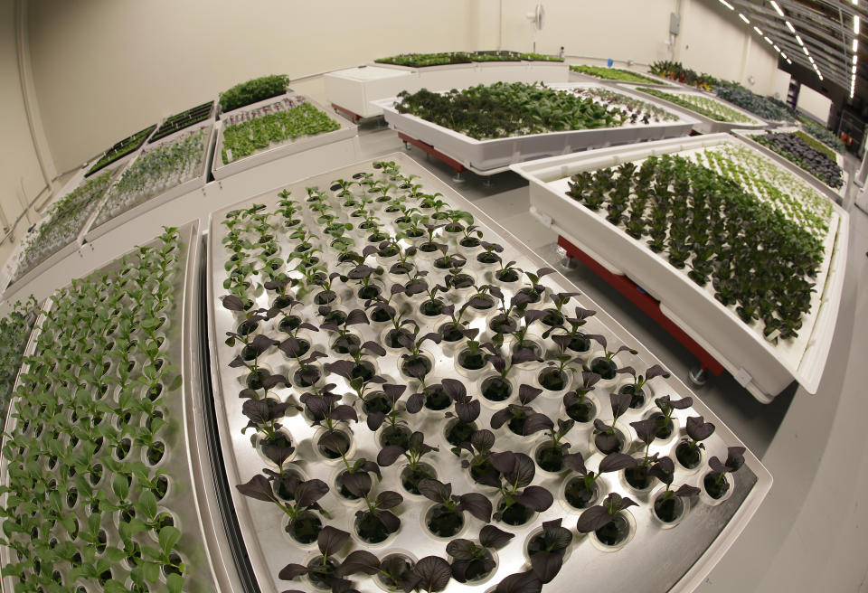 In this Thursday, Sept. 27, 2018, photo bok choy is seen growing in the foreground at Iron Ox, a robotic indoor farm, in San Carlos, Calif. At the indoor farm, robot farmers that roll maneuver through a suburban warehouse tending to rows of leafy, colorful vegetables that will soon be filling salad bowls in restaurants and eventually may be in supermarket produce aisles, too. (AP Photo/Eric Risberg)