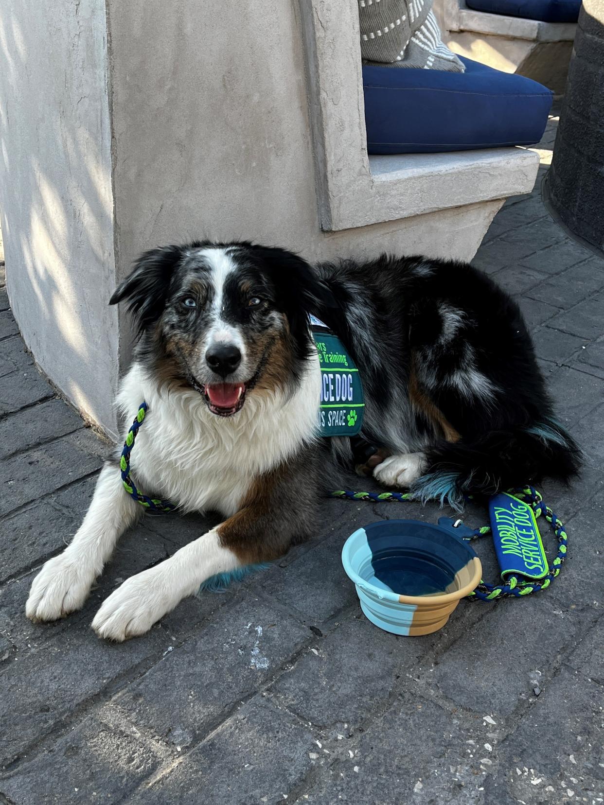 Scar, Carissa Tank's service dog and namesake for Scar's AUSSome Training, is trained in mobility tasks and preventing and treating panic attacks.