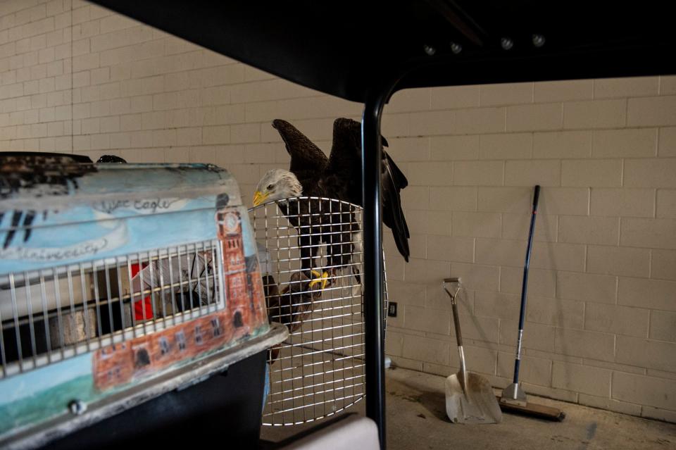 Auburn's bald eagle, Spirit prepares for her trip to the top of the stadium during the War Eagle flight practice at Jordan-Hare Stadium in Auburn, Ala., on Wednesday, Aug. 26, 2021. 