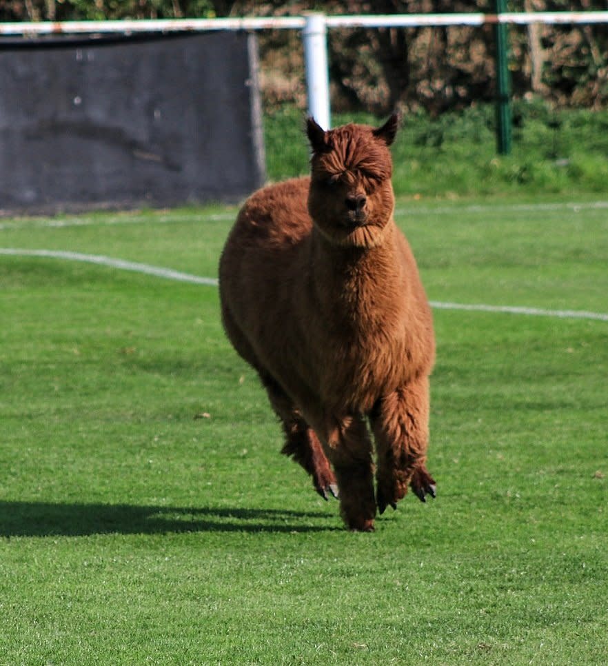 Oscar the alpaca lives in a farm next to Carlton’s ground (@FurloughedGav/Twitter)