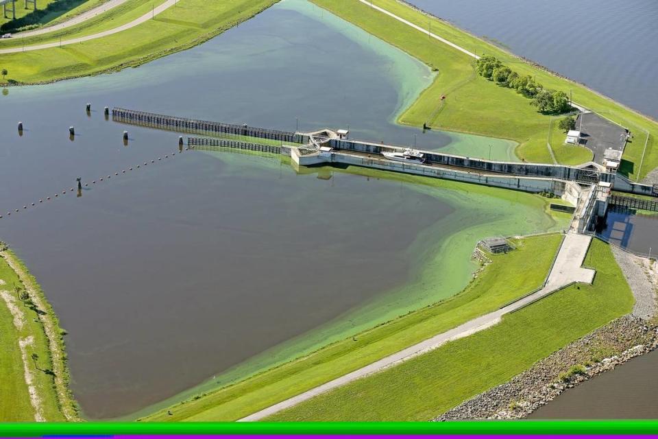 An algae bloom coats the shore of the Port Mayaca Lock on the eastern shore of Lake Okeechobee in 2018. Algae blooms frequently foul the lake as nutrients from agriculture runoff and septic tanks feed the bacteria that causes them.