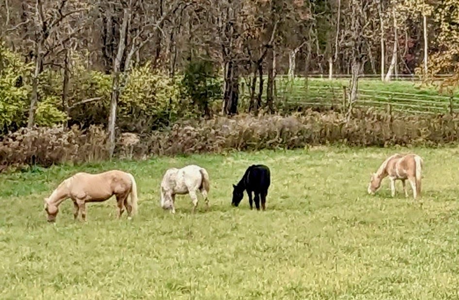 Iris, the Appaloosa mare second from the left, is now "fat and happy" on a Clear Spring-area farm after being seized in a May 2021 animal cruelty case and adopted by Karen Martin. Iris has put on weight, is getting daily care and has become best friends with Martin's pony, Midnight, second from the right.