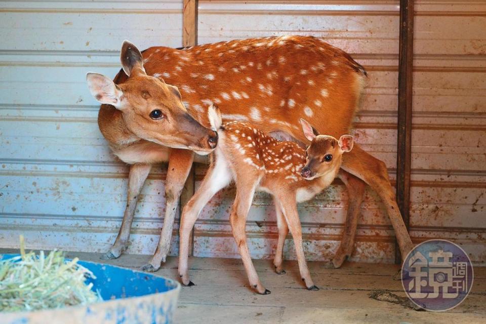 剛出生幾天的小鹿個性害羞。