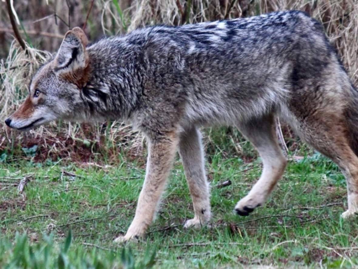 Four coyotes were destroyed during September's cull, while seven had been killed earlier by conservation officers. (Bernie Steininger - image credit)