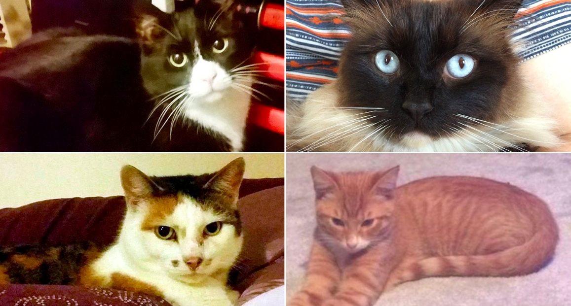 <em>The Croydon cat killer – who murdered several cats and other animals – may finally have been caught (SWNS)</em>