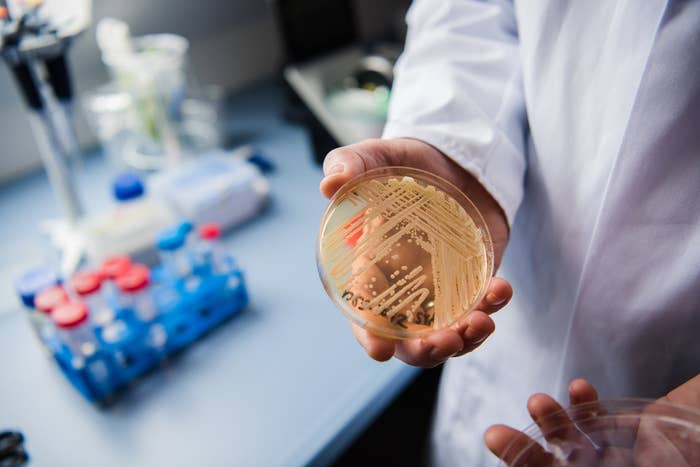 The director of the National Reference Centre for Invasive Fungus Infections, Oliver Kurzai, holds a petri dish containing Candida auris in a lab in Wuerzburg, Germany, on Jan. 23, 2018.  