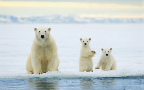 Polar bears in Svalbard - Credit: ALAMY