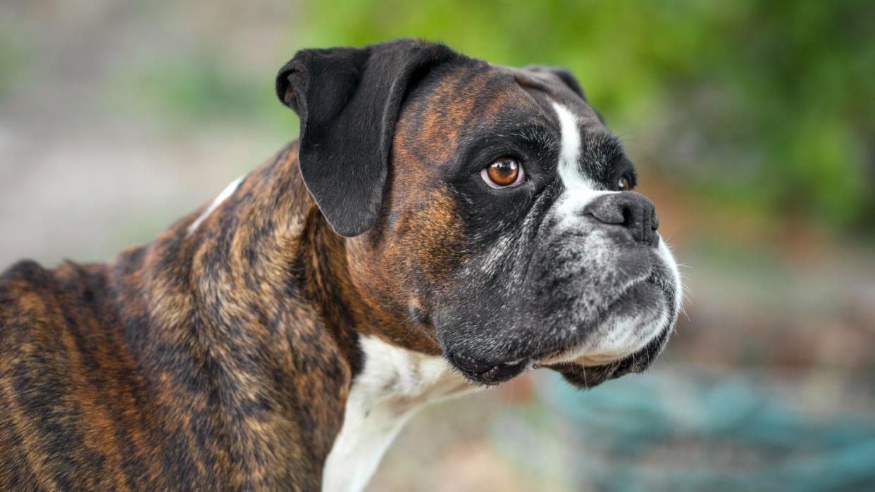 Boxer dog face