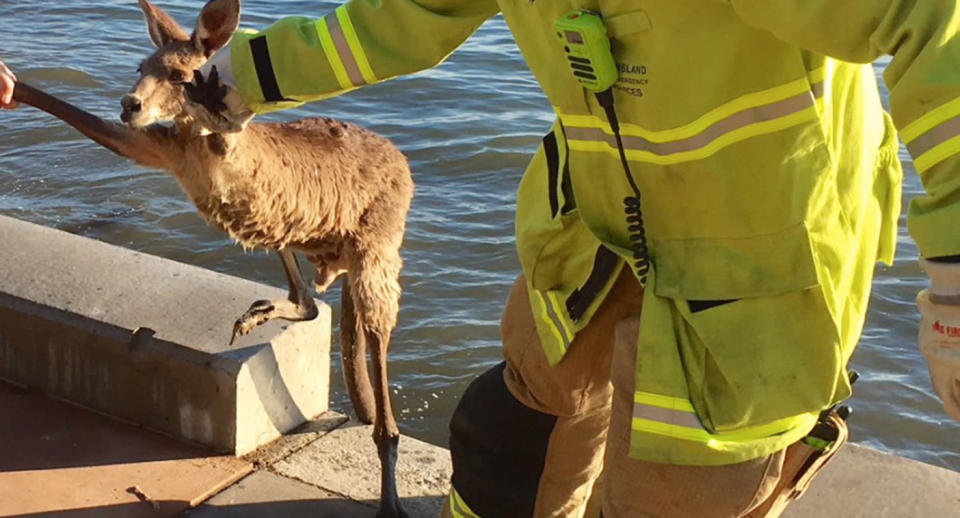 The animal appeared to be healthy when it was rescued. Source: @QldFES/ Twitter