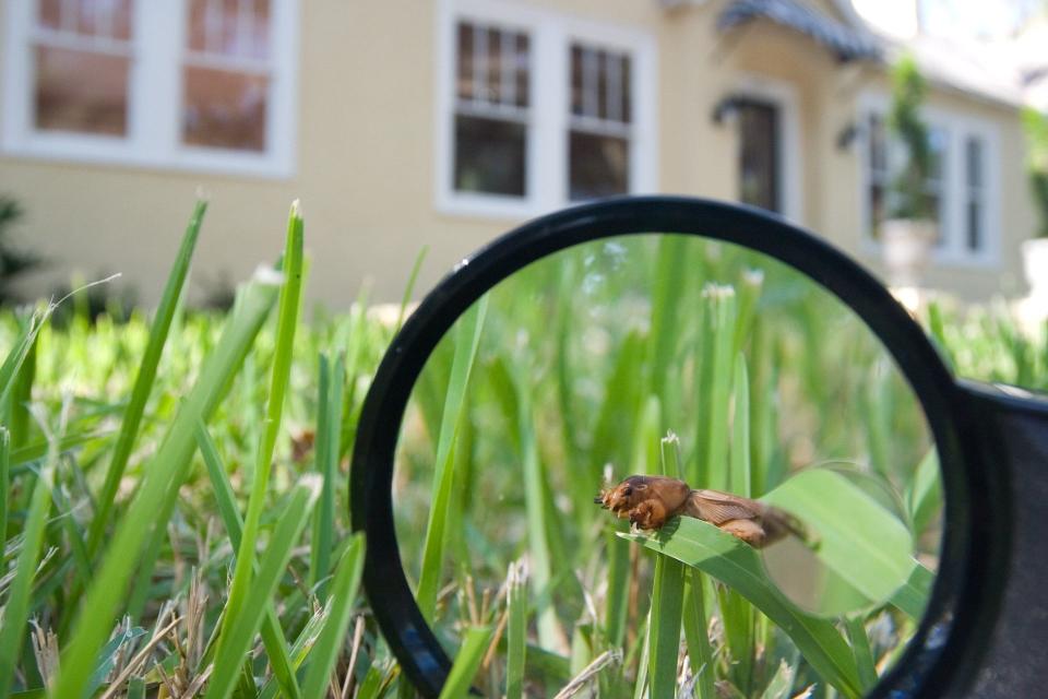 Professors at the University of Florida say crickets often start chirping during a total solar eclipse because they think it's nighttime.