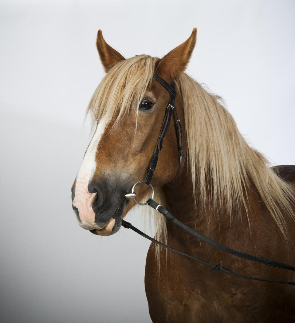 Close-up of a horse with a bridle, against a plain backdrop