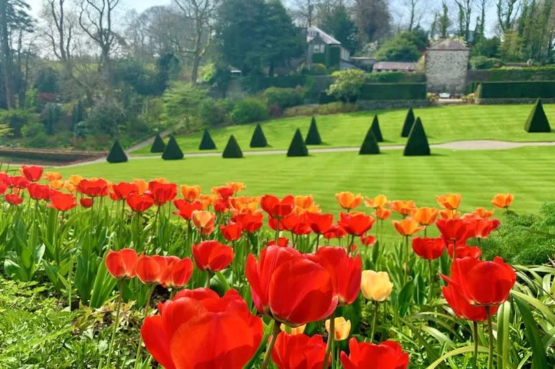 A raised border of tulips above the Yew Walk at Plas Cadnant