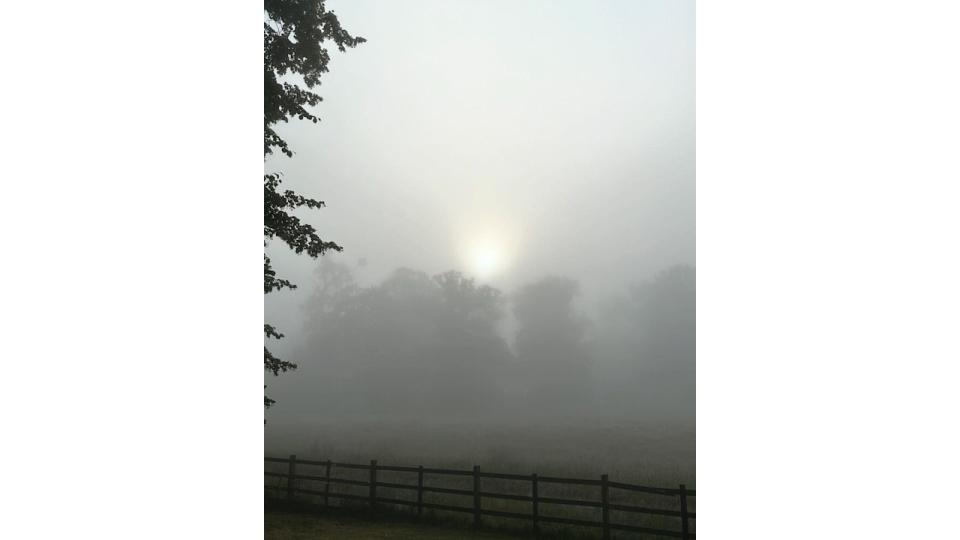 misty field with trees