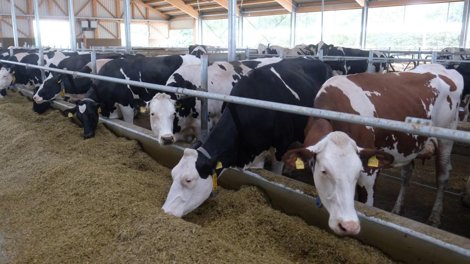 Ziel der Initiative war, den massenhaften Einsatz von bestimmten Antibiotika in der Tiermast zu beenden, um Resistenzen vorzubeugen (Symbolbild).