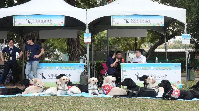 遠東樂家+毛孩嘉年華　逾百汪喵齊聚台中公園開PA