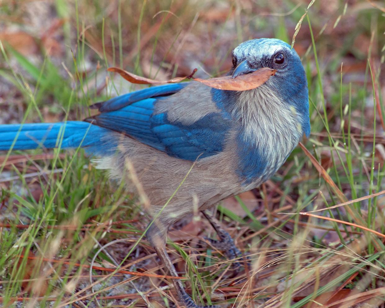 This Florida Scrub-Jay was photographed by James Rogers within North Port city limits. The Environmental Conservancy of North Port is currently raising funds to buy two lots to serve as habitat for the endangered birds and other wildlife.