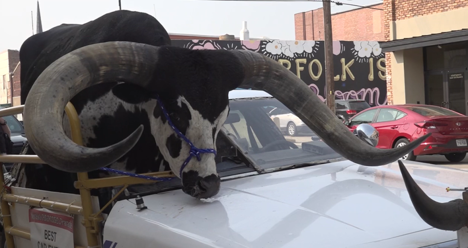 The black and white bull – named Howdy Doody – was seen riding in the small car that had been slightly modified to hold the animal in place (credit: NEWSCHANNEL NEBRASKA)