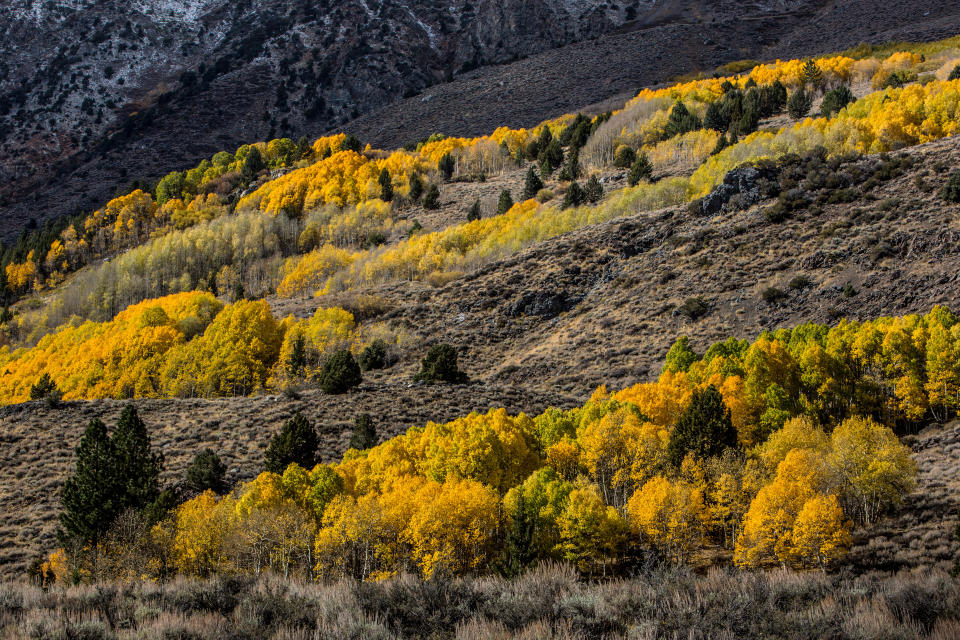 Aspen (Colorado)