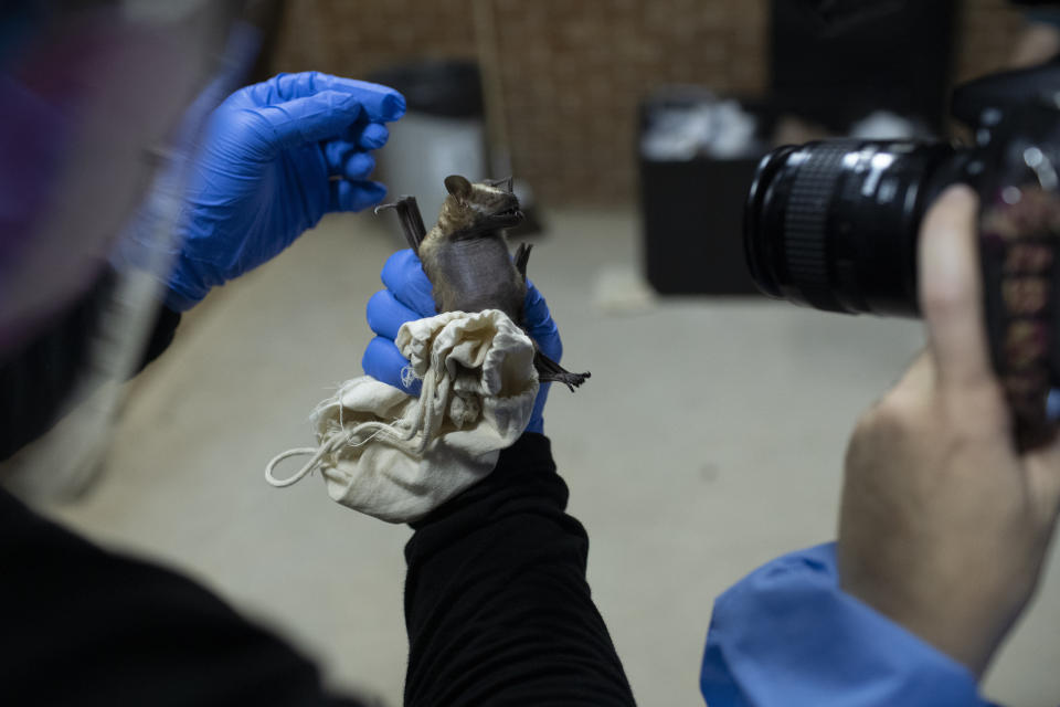 A researcher for Brazil's state-run Fiocruz Institute photographs a bat captured in the Atlantic Forest, at Pedra Branca state park, near Rio de Janeiro, Tuesday, Nov. 17, 2020. Teams of researchers around the globe are racing to study the places and species from which the next pandemic may emerge. It's no coincidence that many scientists are focusing attention on the world's only flying mammals — bats. (AP Photo/Silvia Izquierdo)