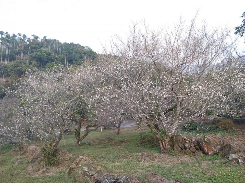 楠西梅嶺的梅花盛開了，正是賞花好時節。（記者張淑娟攝）