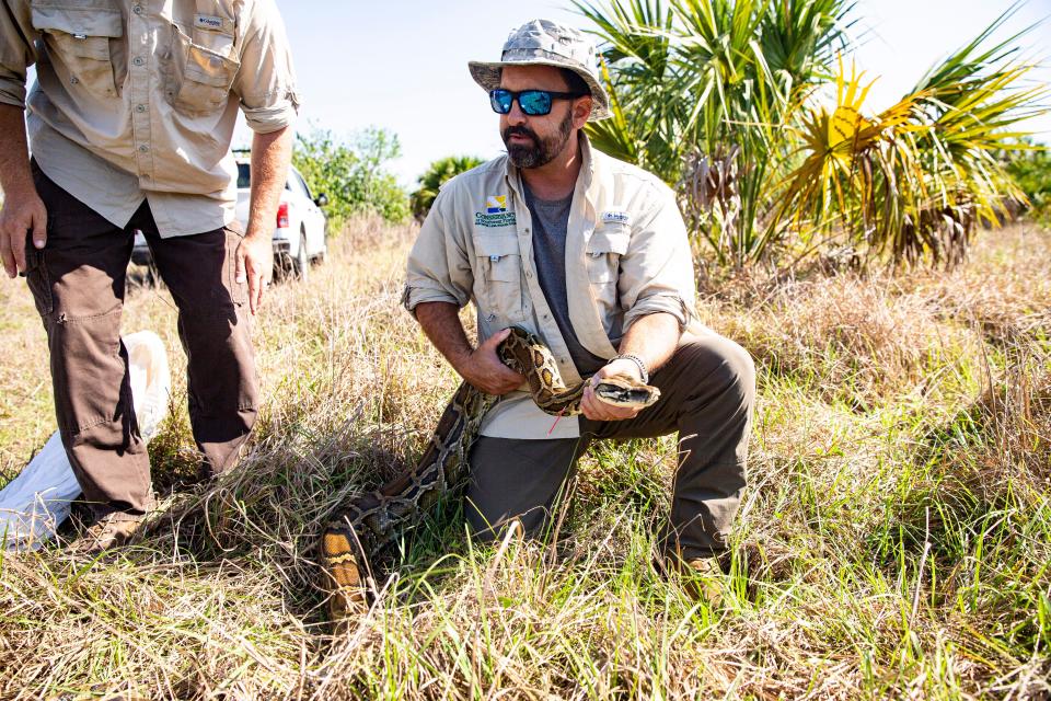 Wildlife biologists Ian Bartoszek, right, and Ian Easterling, both with the Conservancy of Southwest Florida, release a male Burmese Python with a radio transmitter surgically attached to it back into the wild outside of Naples on Wednesday, April 26, 2023. Some Burmese snakes in Florida show genetic tracers to other python species.