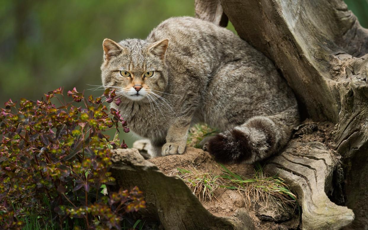 The Scottish wildcat, Britain's last remaining wild feline - getty