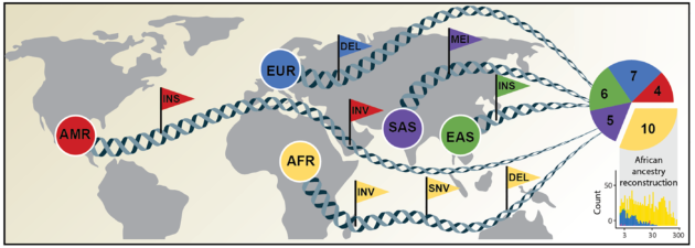 Human genome diversity