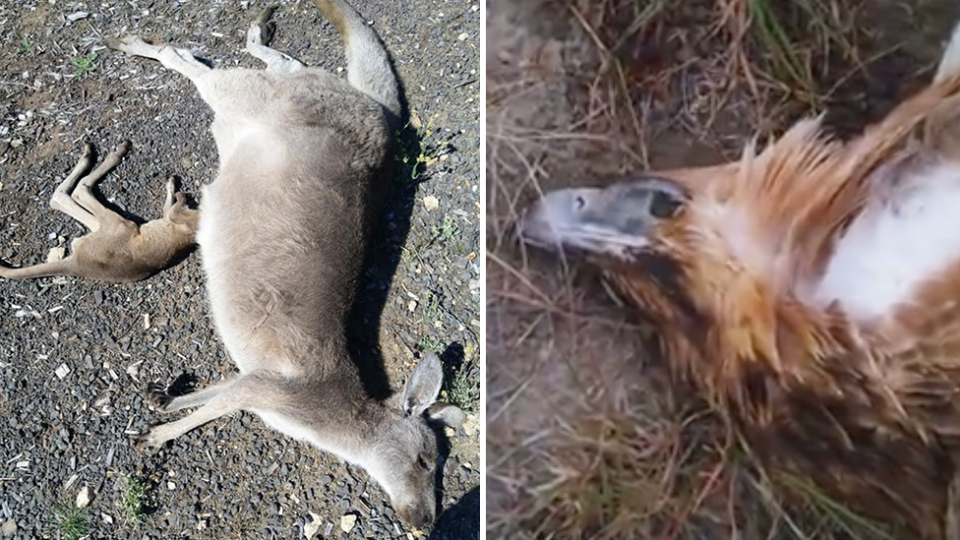 Split screen. Left a dead mother and joey on gravel. Right a dead close up of a wedge-tailed eagle's face. 