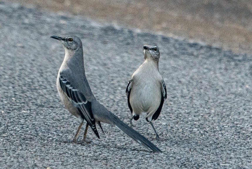 A pair of northern mockingbirds challenge each other for dominance during the mating season. Having a large repertoire of songs apparently makes a male mockingbird attractive to the opposite sex. [Photo provided by Andrew Lydeard]