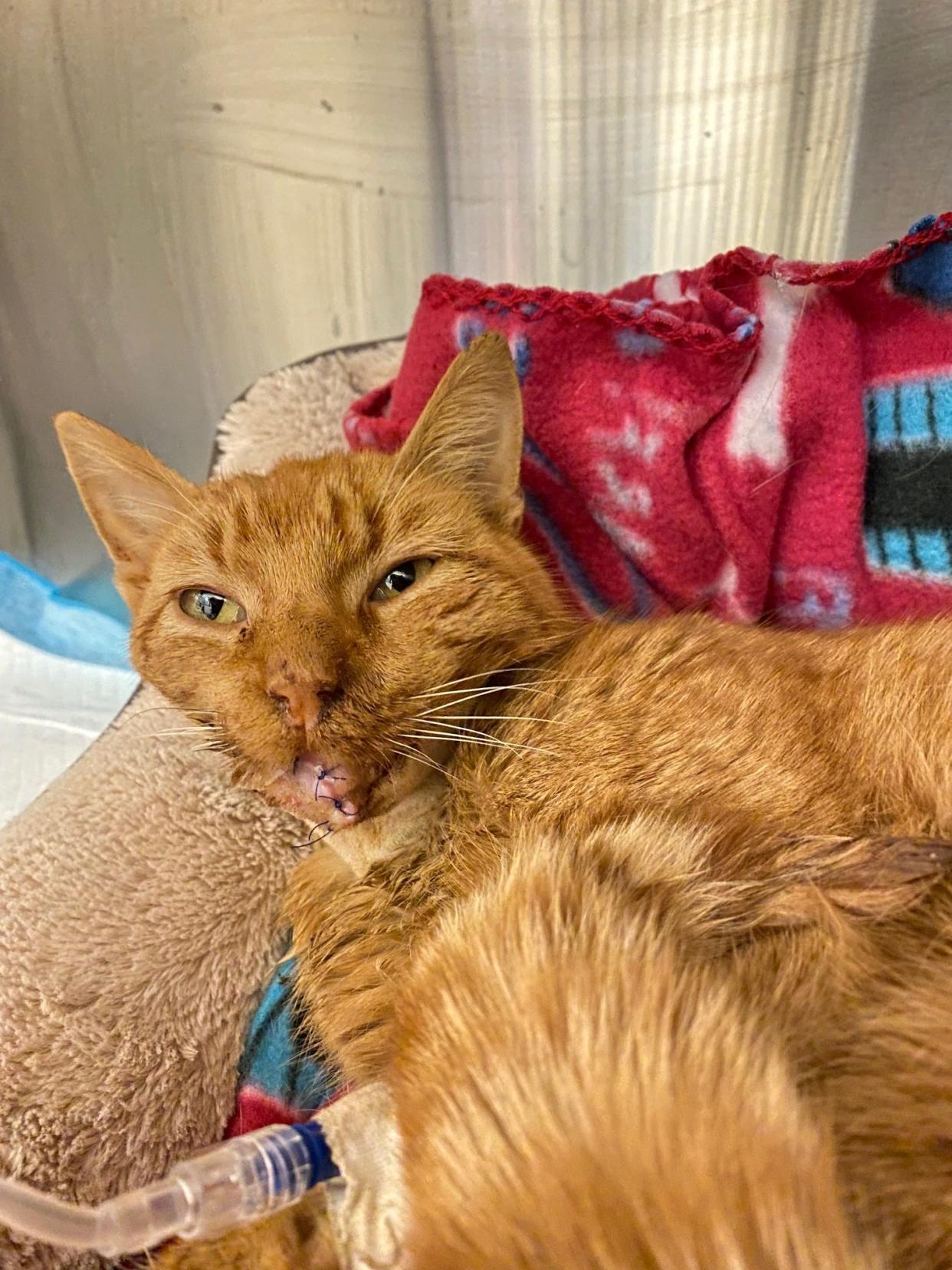 Richie the cat underwent surgery after he was found in rural Winnebago county with a gunshot injury to the face