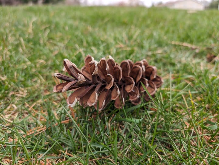 A close-up photo of a pinecone sitting on the grass, taken with the Google Pixel 8.