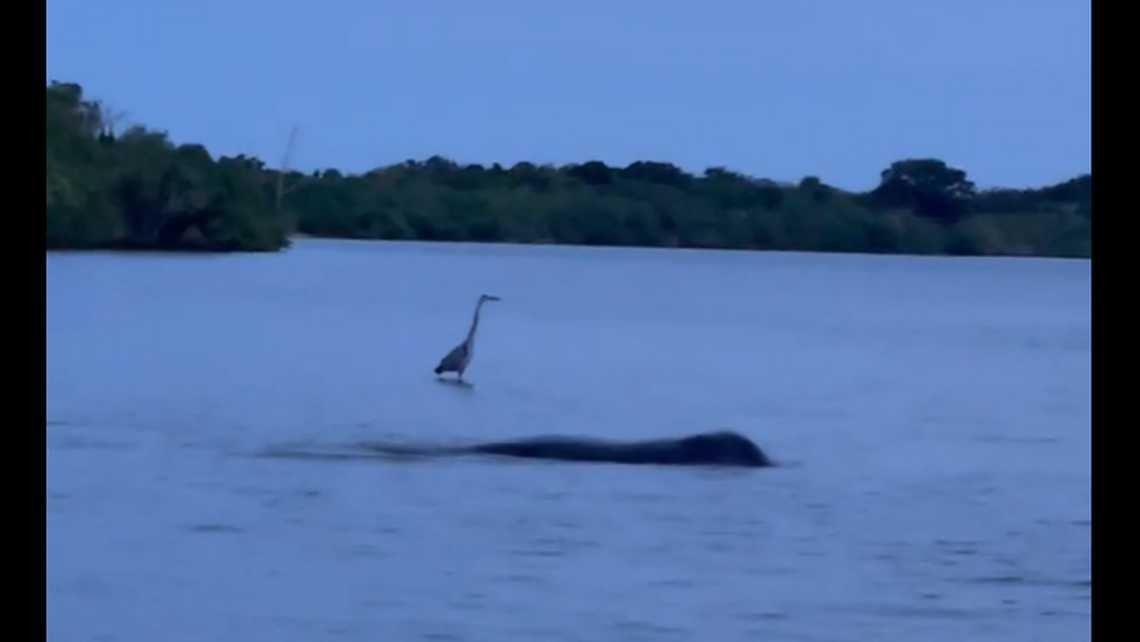 A creature estimated at 15 feet in length was recorded undulating in waters off a city park in Edgewater, Florida, and efforts to identifying it continued to stump people on social media.