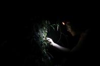 The Wider Image: Taiwan plant hunters race to collect rare species before they are gone