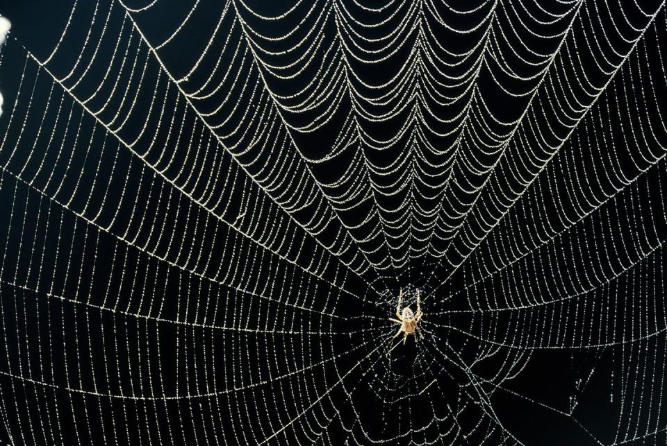 spider in dew covered web