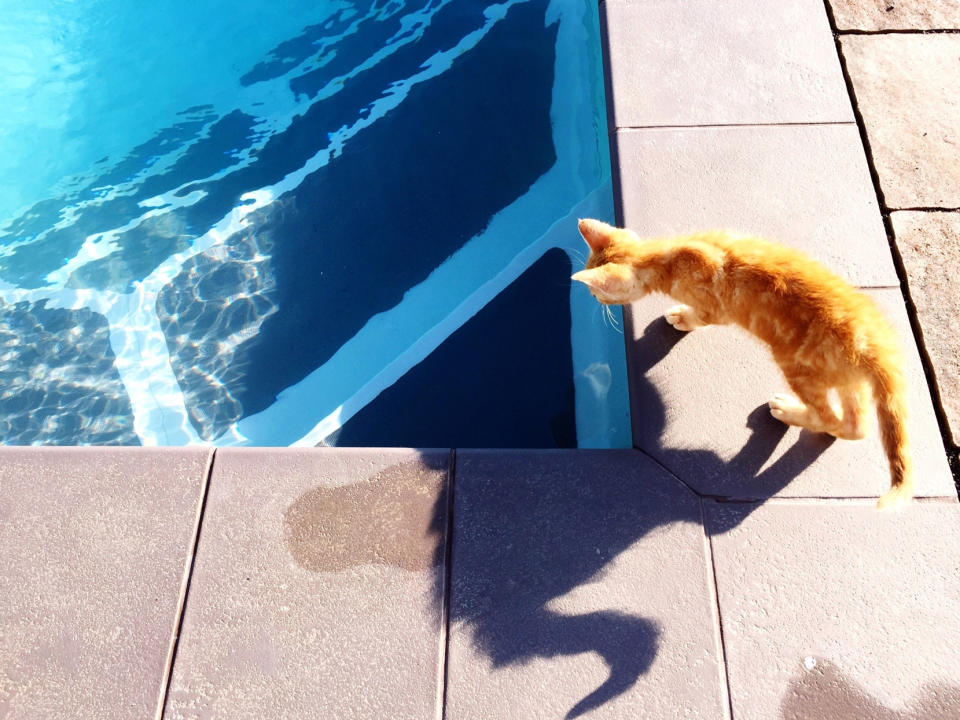 These Cat Breeds Actually Like Swimming in Water