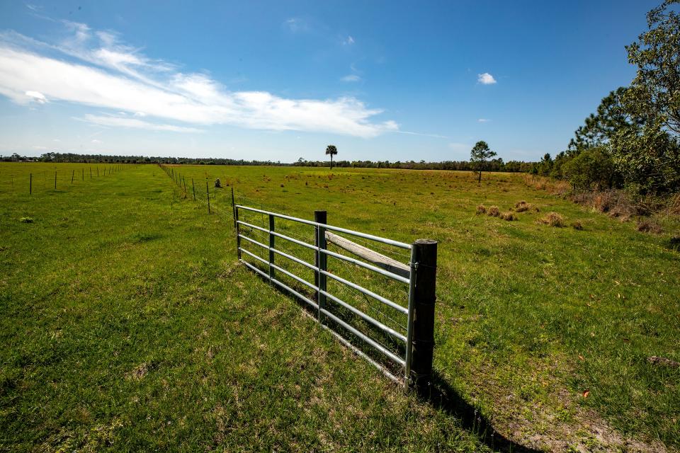 Improved pasture makes up nearly half of the land at Creek Legacy Ranch in the Lake Hatchineha area. The property hosts a wide variety of animals, including some imperiled species.