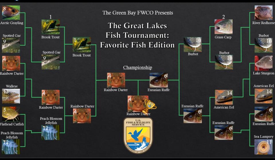 The completed bracket of the 2023 Great Lakes Fish Tournament shows the rainbow darter as champion. The event, designed to increase awareness of fish species, was run by staff at the Green Bay Conservation Office of the U.S. Fish and Wildlife Service.