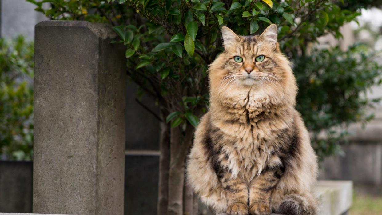 close up of a Siberian cat sitting out side and facing the camera