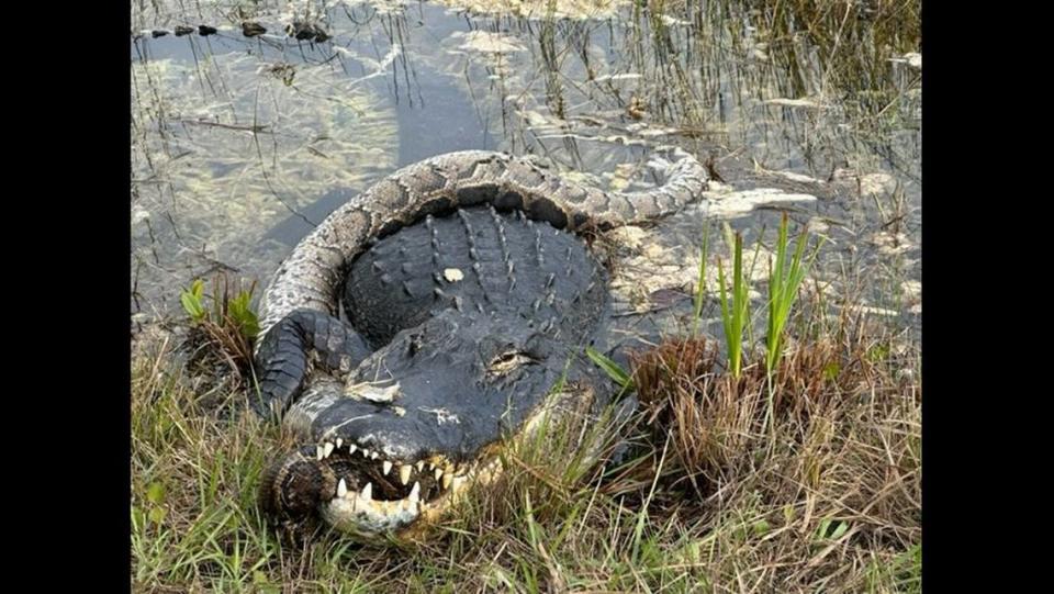 The alligator was still sitting there with the snake stuck in its mouth three hours later, Alison Joslyn says.