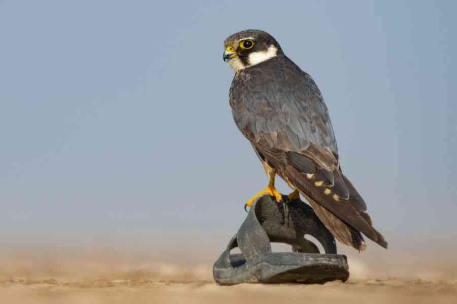 Falcon Footwear: In the vast expanse of the Little Rann of Kutch, a Eurasian Hobby perches upon a lone slipper. While the Little Rann still teems with wildlife, it is increasingly threatened by unnatural changes in upstream hydrology, pressure from the salt industry and the effects of tourism. 